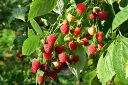 Rubus idaeus "Willamette" - frambuesa roja