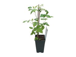 Rubus idaeus "Willamette" - frambuesa roja
