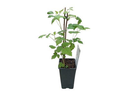 Rubus idaeus "Willamette" - frambuesa roja