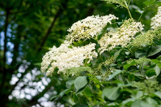Sambucus nigra "Korsor​"