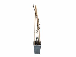 Sambucus nigra "Korsor​"