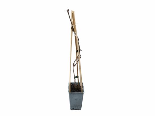 Sambucus nigra "Korsor​"