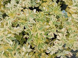 Sambucus nigra Madonna