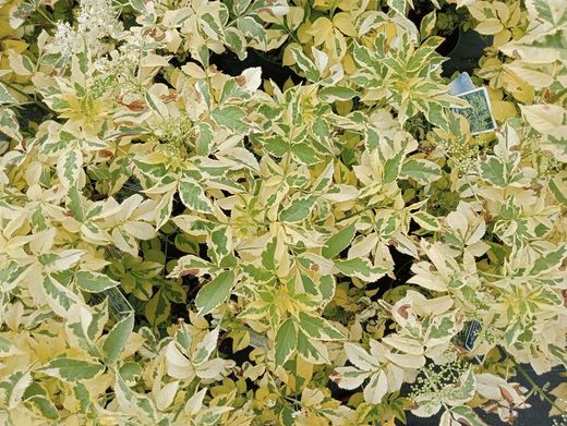 Sambucus nigra Madonna