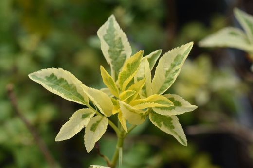 Sambucus nigra Madonna