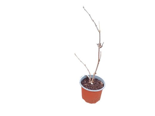 Sambucus nigra, sabugueiro