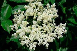 Sambucus nigra, sabugueiro