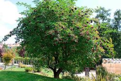 Sambucus nigra, sabugueiro