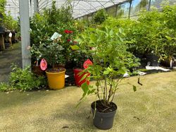 Sambucus nigra, Saúco negro.