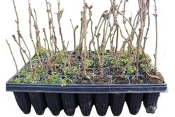 Sambucus nigra, Saúco negro.