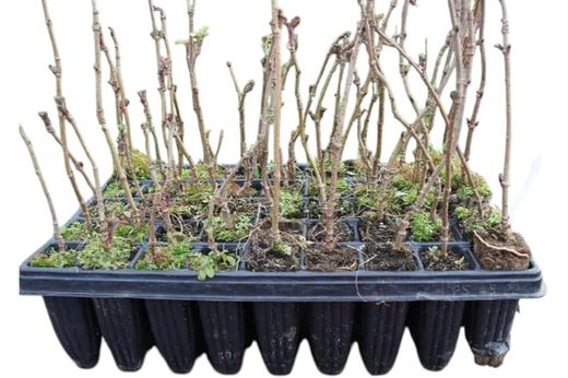 Sambucus nigra, Saúco negro.