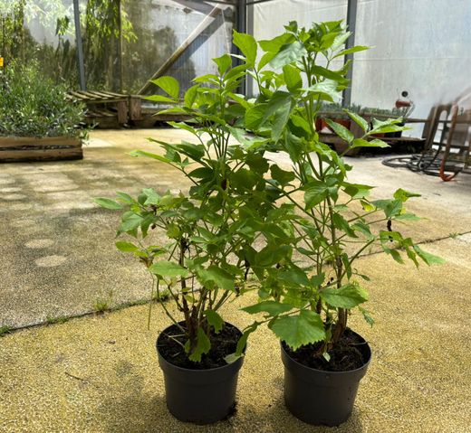 Sambucus nigra, Saúco negro.