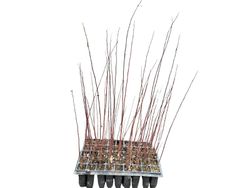 Saule frêne, salgueiro, Salix atrocinerea