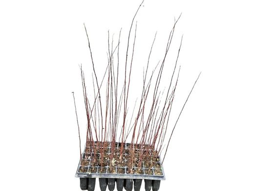 Salgueiro de freixo, salgueiro, Salix atrocinerea