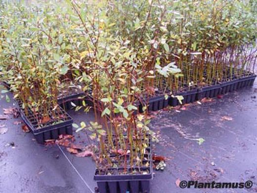 Salgueiro de freixo, salgueiro, Salix atrocinerea