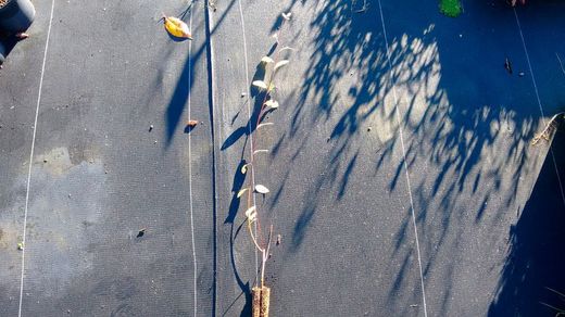 Salgueiro de freixo, salgueiro, Salix atrocinerea