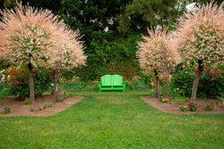 Sauce japonés variegado, Salix integra "Hakuro nishiki"