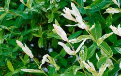 Sauce japonés variegado, Salix integra "Hakuro nishiki"