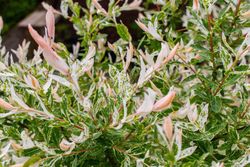 Sauce japonés variegado, Salix integra "Hakuro nishiki"