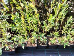 Sauce japonés variegado, Salix integra "Hakuro nishiki"