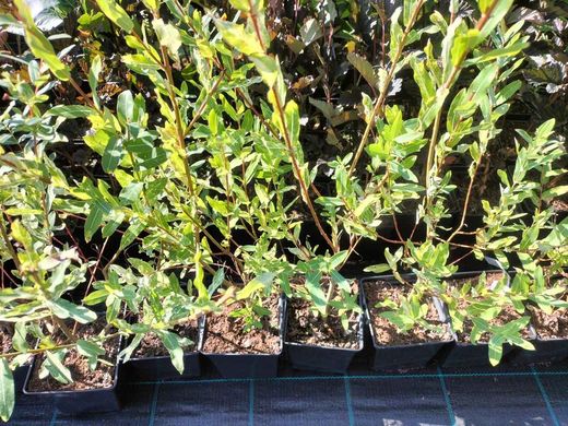 Sauce japonés variegado, Salix integra "Hakuro nishiki"