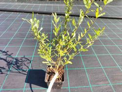 Sauce japonés variegado, Salix integra "Hakuro nishiki"