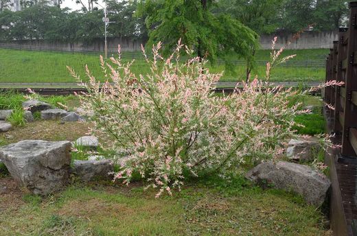 Sauce japonés variegado, Salix integra "Hakuro nishiki"