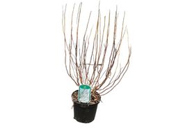 Salgueiro-chorão, Salix babylonica "Tortuosa"