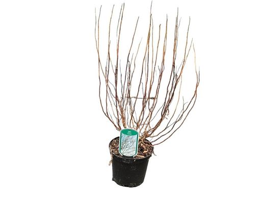 Salgueiro-chorão, Salix babylonica "Tortuosa"