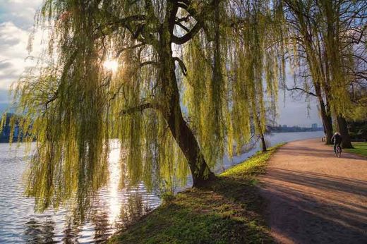 Saule pleureur, Salix babylonica 'tortuosa' en C-5
