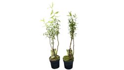 air plants orchids Classic White Orchid Arrangements main image 0