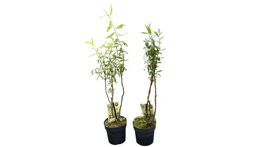 Saule pleureur - Salix babylonica "Tortuosa"