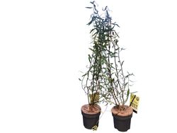 Sauce llorón, Salix babylonica "Tortuosa"