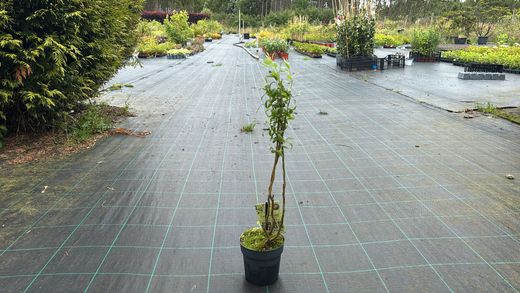Saule pleureur - Salix babylonica "Tortuosa"