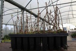 Saúco negro o común, Sambucus nigra en alveolo forestal