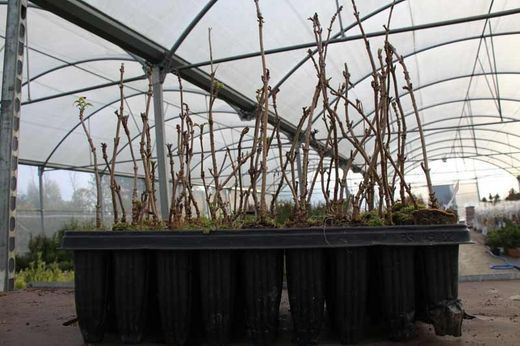 Saúco negro o común, Sambucus nigra en alveolo forestal