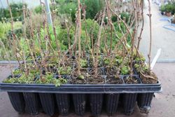 Saúco negro o común, Sambucus nigra en alveolo forestal