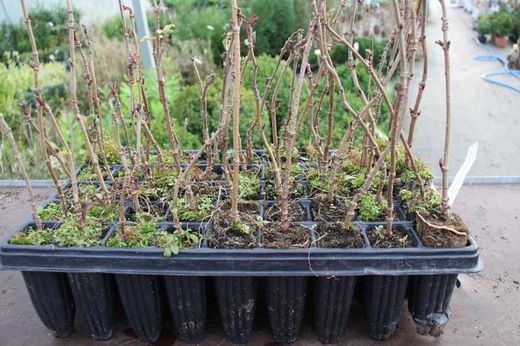 Sureau noir ou commun, Sambucus nigra en forêt socket