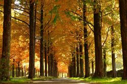 Séquoia à feuilles d'automne, Metasequoia glyptostroboides