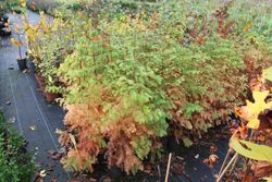 Séquoia à feuilles d'automne, Metasequoia glyptostroboides