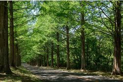 Séquoia à feuilles d'automne, Metasequoia glyptostroboides