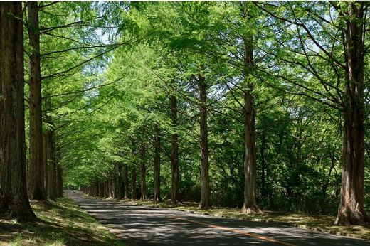 Séquoia à feuilles d'automne, Metasequoia glyptostroboides