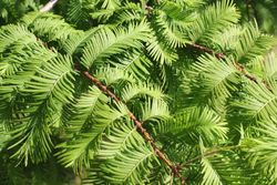 Séquoia à feuilles d'automne, Metasequoia glyptostroboides