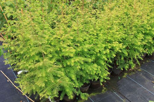 Séquoia à feuilles d'automne, Metasequoia glyptostroboides