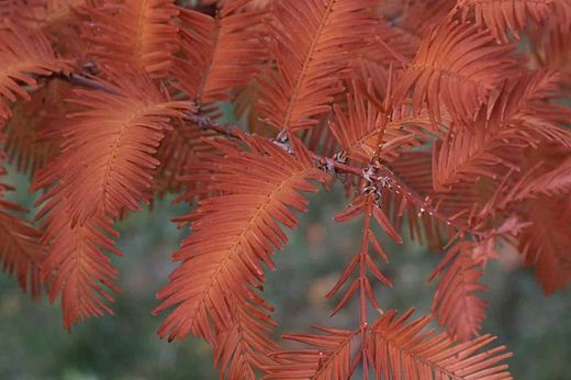 Séquoia à feuilles d'automne, Metasequoia glyptostroboides