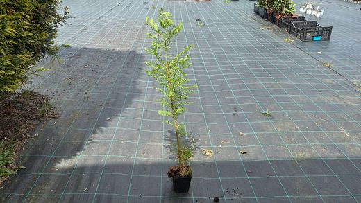 Séquoia à feuilles d'automne, Metasequoia glyptostroboides