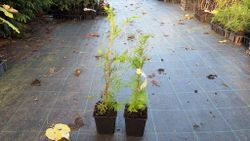 Secuoia de hoja caediza, Metasequoia glyptostroboides