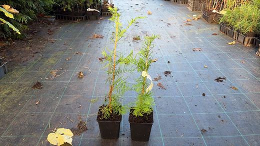 Secuoia de hoja caediza, Metasequoia glyptostroboides