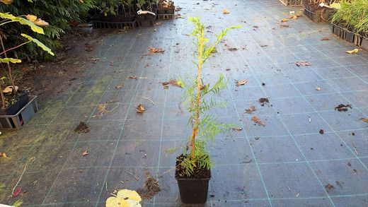 Secuoia de hoja caediza, Metasequoia glyptostroboides