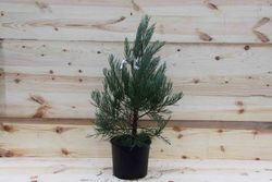 Séquoia géant, séquoia géant, Sequoiadendron giganteum.